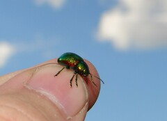 Chrysolina graminis