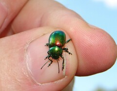 Chrysolina graminis