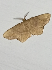 Hypagyrtis