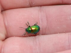 Chrysolina graminis