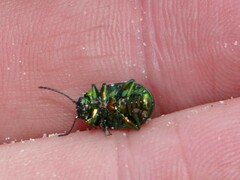 Chrysolina graminis
