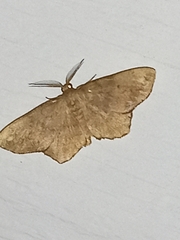 Hypagyrtis