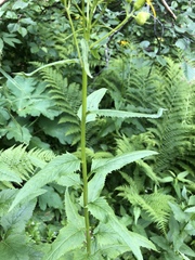 Senecio triangularis