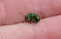 Chrysolina graminis