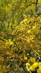 Acacia decora