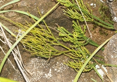 Psilotum nudum
