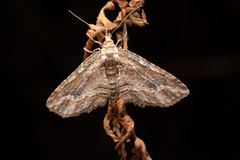 Chloroclystis filata