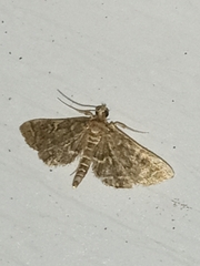 Anageshna primordialis