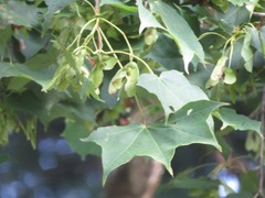 Acer pictum