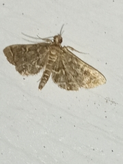 Anageshna primordialis