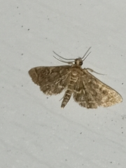 Anageshna primordialis