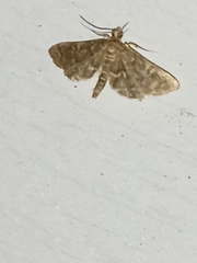 Anageshna primordialis