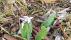 Caladenia latifolia