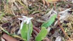 Caladenia latifolia