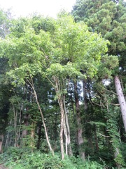 Acer pictum