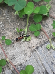 Tetraponera rufonigra