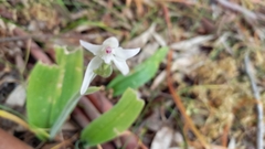 Caladenia latifolia