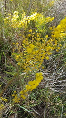 Acacia decora