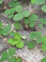 Tetraponera rufonigra