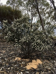 Cryptandra tomentosa