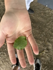 Ulmus glabra