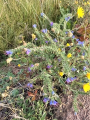 Echium vulgare