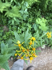 Senecio triangularis