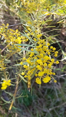 Acacia decora