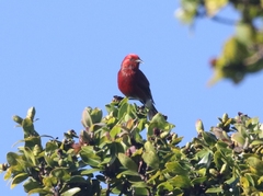 Himatione sanguinea