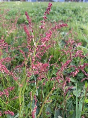 Rumex