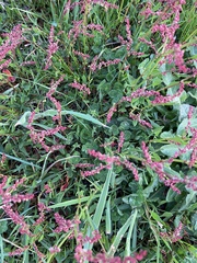 Rumex