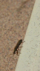 Paromius longulus
