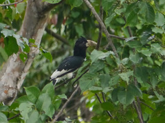 Bycanistes fistulator