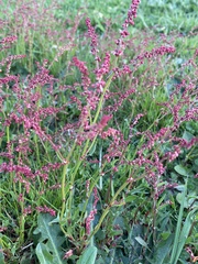 Rumex