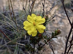 Hibbertia virgata