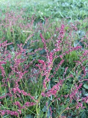 Rumex