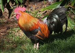 Gallus gallus