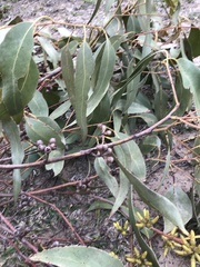Eucalyptus bancroftii