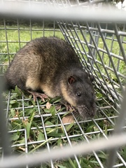 Hydromys chrysogaster