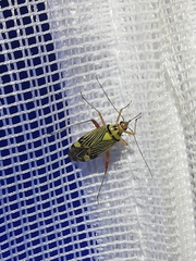 Rhabdomiris striatellus