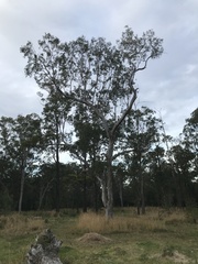 Eucalyptus bancroftii