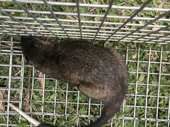Hydromys chrysogaster