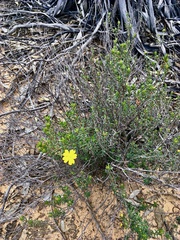 Hibbertia virgata