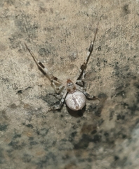 Zosis geniculata