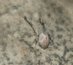 Zosis geniculata