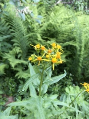 Senecio triangularis