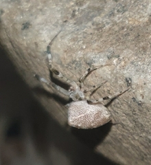 Zosis geniculata