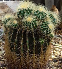 Kroenleinia grusonii