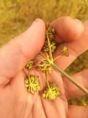 Cnidium dauricum