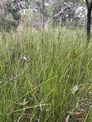 Machaerina rubiginosa